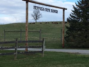 American Bison in the headwaters of the Brandywine Mar 2022