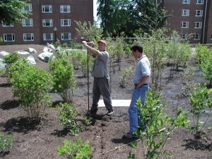 Augering UD rain garden, Jun 2005