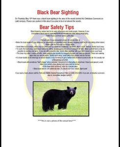 Black Bear May 19, 2016