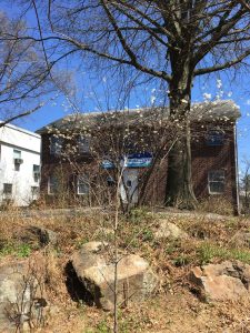 Shadbush serviceberry blooms at UDWRC rain garden Apr 12 2022