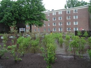 UD Rain Garden, May 2005