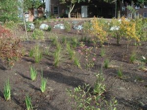 UD Rain Garden, Oct 2005