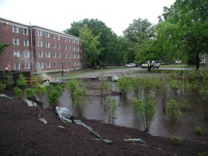 UD Rain Garden, May 2005