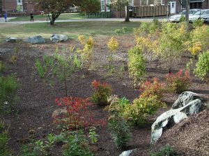 UD Rain Garden, Oct 2005