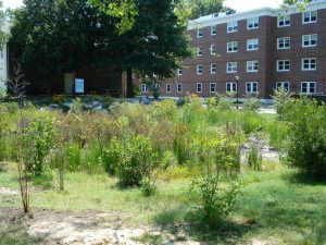 UD Rain Garden Jul 2007